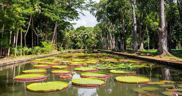 JARDiN BOTANICO DE PAMPLEMOUSSES